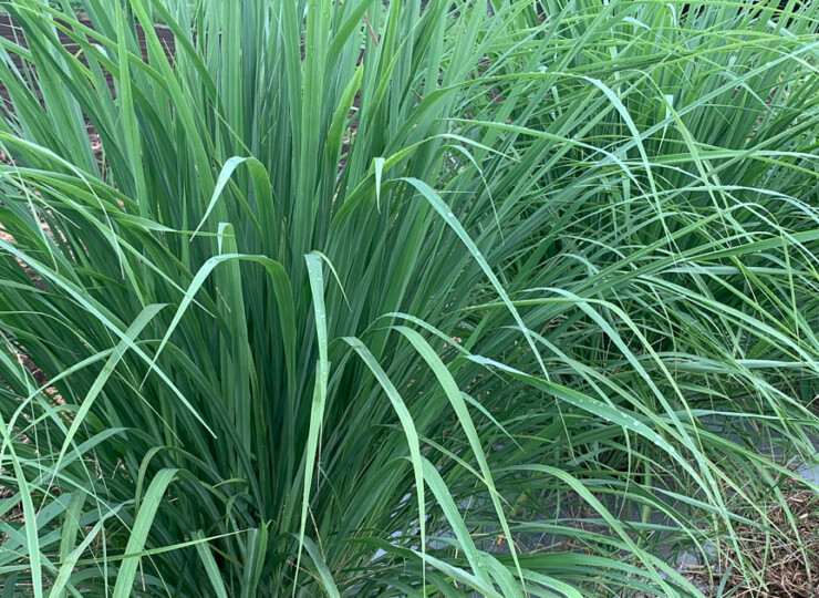 lemongrass_raw