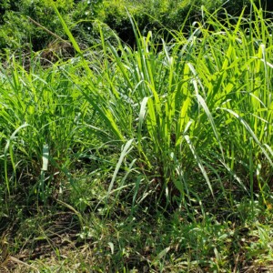 lemongrass_raw