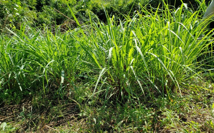 lemongrass_raw